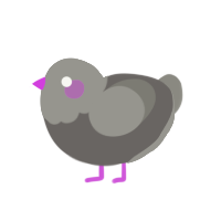 Pidge, a grey and ash chicken with a head pattern