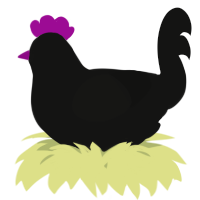 A black chicken