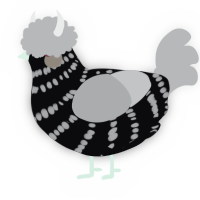 A white and grey chicken with a bar pattern