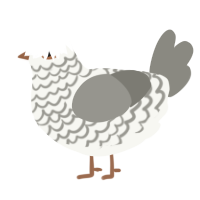 A white and ash chicken with a lace pattern