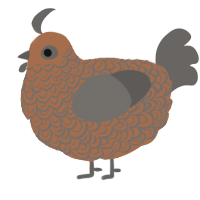 A brown and grey chicken with a double-lace pattern