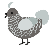 A grey and silver chicken with a lace pattern