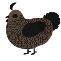 A bark and black chicken with a double-lace pattern