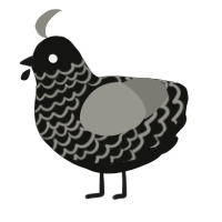 A black and ash chicken with a lace pattern