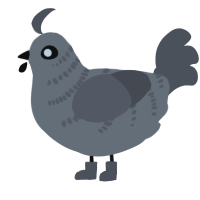 A ash and grey chicken with a half-bar pattern