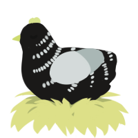 A sable and silver chicken with a half-bar pattern