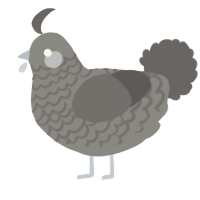 A ash and grey chicken with a lace pattern