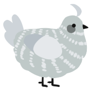A silver and mist chicken with a bar pattern