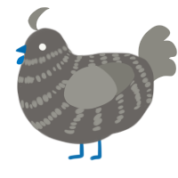 A grey and ash chicken with a bar pattern