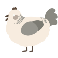 A cream and ash chicken with a neck-band pattern