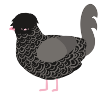 A sable and grey chicken with a double-lace pattern