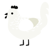 A white chicken with a half-lace pattern