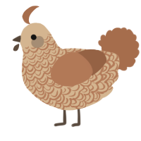A beige and brown chicken with a double-lace pattern