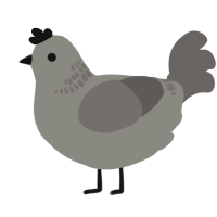 A ash and grey chicken with a neck-band pattern