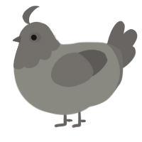 A ash and grey chicken with a head pattern