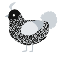A black and mist chicken with a double-lace pattern