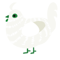 A white chicken with a bar pattern