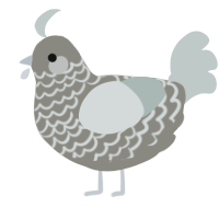 A ash and silver chicken with a lace pattern