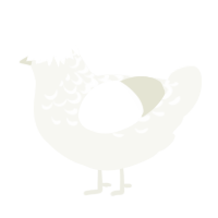 A white chicken with a half-lace pattern