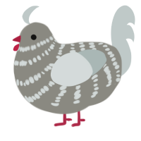 A ash and silver chicken with a bar pattern