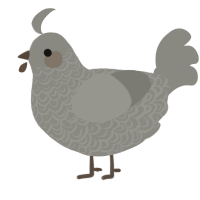 A ash chicken with a double-lace pattern