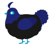 A sable and navy chicken with a head pattern