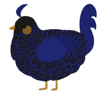 A sable and navy chicken with a double-lace pattern