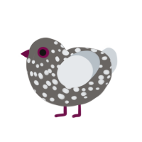 Gravel, a grey and mist chicken with a speckle pattern