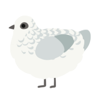 A white and silver chicken with a half-lace pattern