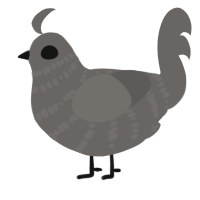 A grey chicken with a bar pattern