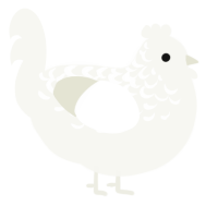 A white chicken with a half-lace pattern