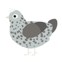 A silver and grey chicken with a speckle pattern