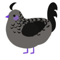 A grey and black chicken with a half-lace pattern