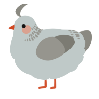 A silver and ash chicken with a neck-band pattern