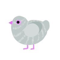 Pidge, a silver chicken with a bar pattern