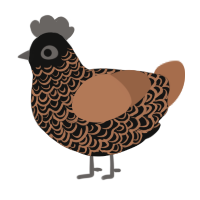 A black and brown chicken with a double-lace pattern