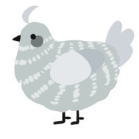 A silver and mist chicken with a bar pattern