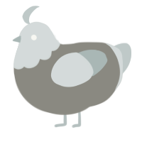 A ash and silver chicken with a head pattern