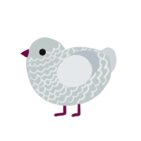 Silvery, a silver and mist chicken with a lace pattern