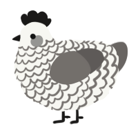 A white and grey chicken with a lace pattern