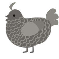 A grey and ash chicken with a lace pattern