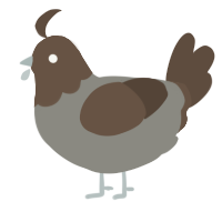 A ash and bark chicken with a head pattern