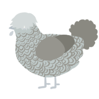 A silver and ash chicken with a double-lace pattern