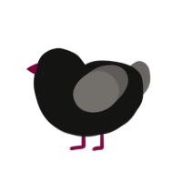 (unnamed), a black and grey chicken