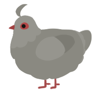 A ash chicken with a head pattern