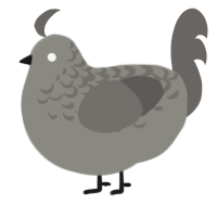 A ash and grey chicken with a half-lace pattern