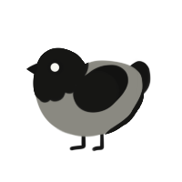 Buckles, a black chicken with a head pattern