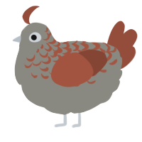 A ash and russet chicken with a half-lace pattern
