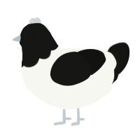 A white and black chicken with a head pattern