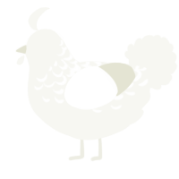 A white chicken with a half-lace pattern